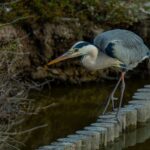 2022-02 - Camargue - Parc ornithologique du Pont de Gau - 13